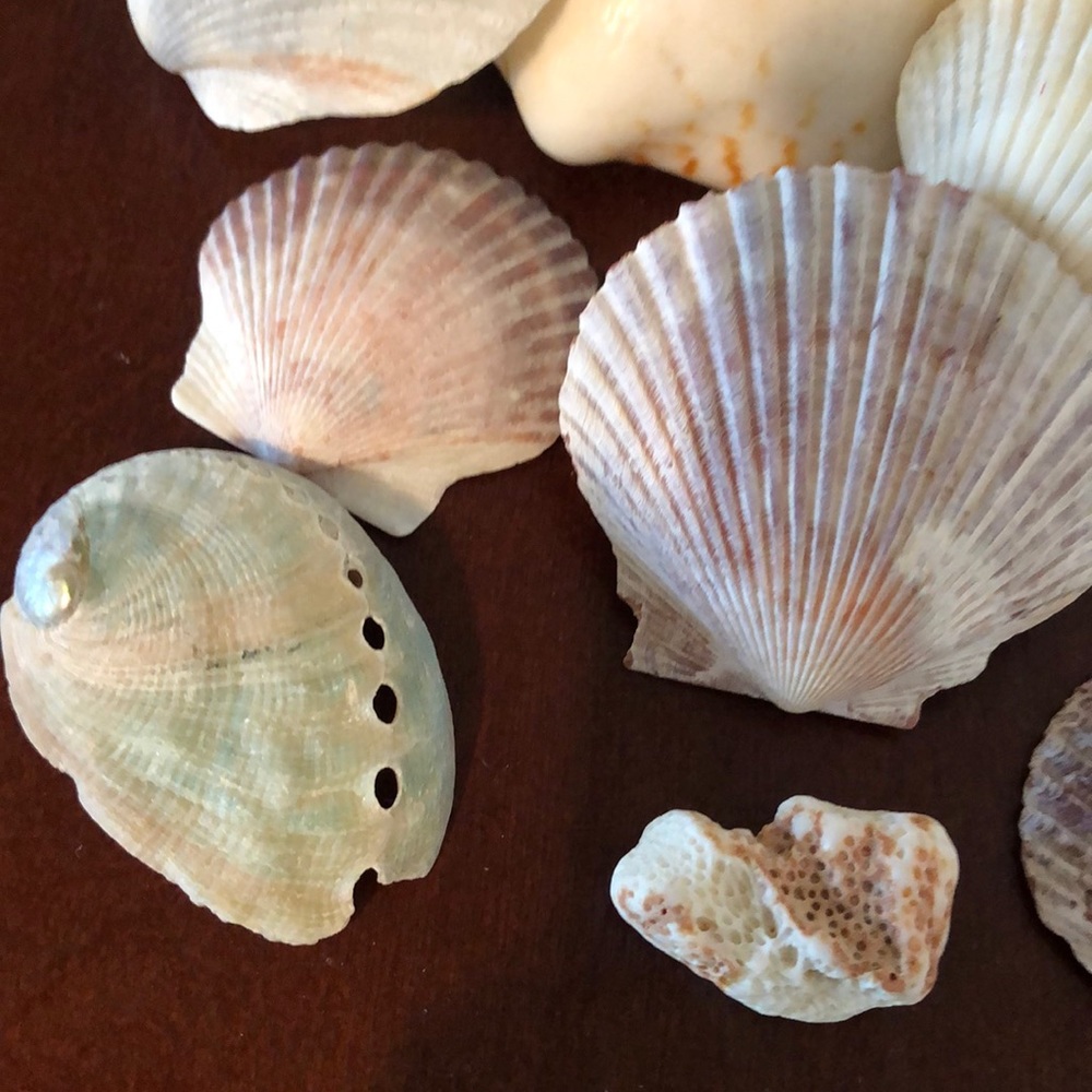 🐚 Shells 🐚 - Picture 2 of 4